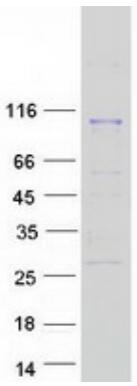 Coomassie blue staining of purified FOLH1 protein.